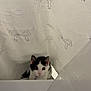 cat, shower_curtain, bathroom, curious, black_and_white, pet, indoor, animal, fur, ears, eyes, floor, white, pattern, bow, translucent, plastic, cute, peeking, curtain
