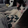 Suki is registered to the contest to win money with this photo: cat, black_and_white, bed, blanket, cushion, plush_toy, indoor, pet, collar, purple_charm, curious, face, mask, soft_lighting, cozy, fabric, resting, animal, domestic, feline