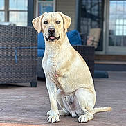 Oliver joined the competition — help win amazing prizes! dog, labrador_retriever, yellow_dog, pet, animal, sitting, porch, wooden_floor, outdoor, furniture, wicker_chair, house, window, door, tongue_out, canine, domestic_animal, front_view, young_dog, alert