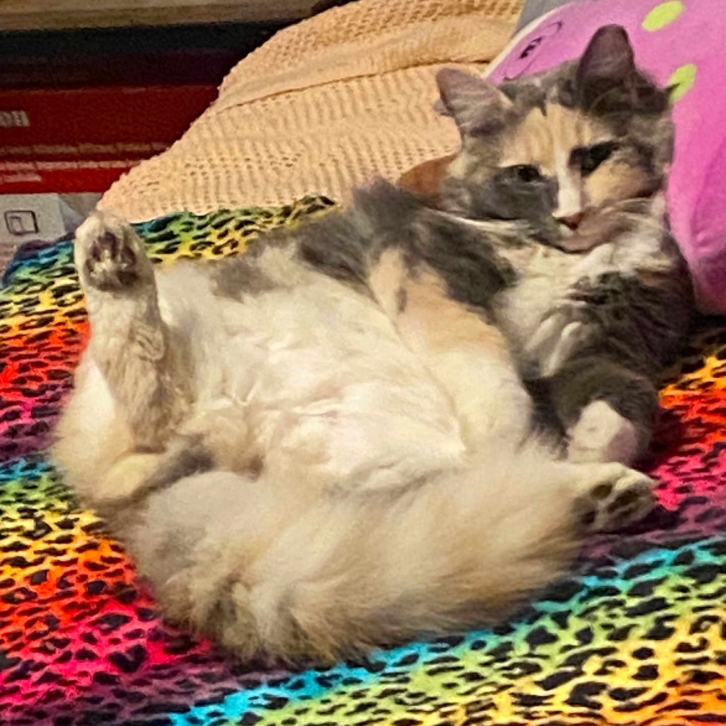 Sasha is registered to the contest to win money with this photo: animal, bed, bedroom, blanket, cat, couch, cushion, furniture, homedecor, indoors, interiordesign, kitten, linen, manx, person, pet, plant, quilt, room, sleeping