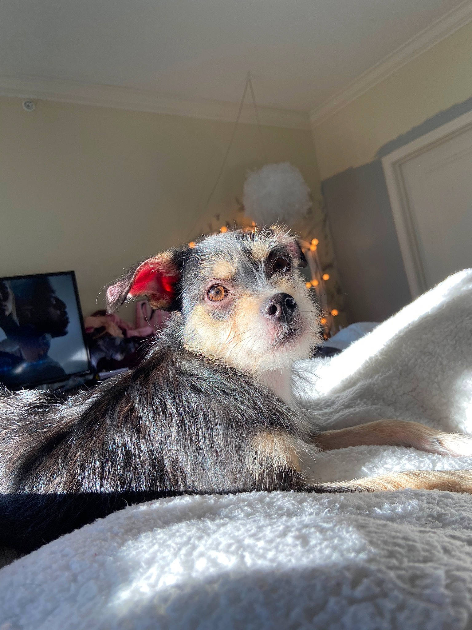 Thor joined the competition — help win amazing prizes! border_terrier, canidae, carnivore, companion_dog, dog, dog_breed, ear, mammal, miniature_schnauzer, morkie, puppy, schnauzer, schnoodle, shih_tzu, small_terrier, snout, terrier, toy_dog, vertebrate, yorkshire_terrier