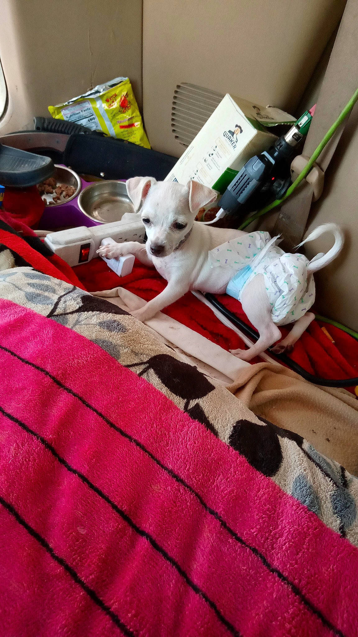 Mariah joined the competition — help win amazing prizes! bed, bed_sheet, bedding, carnivore, comfort, companion_dog, dog_breed, fawn, felidae, flooring, linens, magenta, pattern, room, small_to_medium_sized_cats, tail, textile, whiskers, wood, woven_fabric