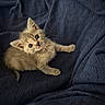 kitten, cat, animal, pet, furry, cute, young, baby, whiskers, ears, eyes, fur, paw, resting, cozy, blanket, texture, indoor, small, adorable