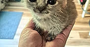 Chai-Latte is registered to the contest to win money with this photo: kitten, cat, hand, cute, small, furry, indoor, wooden_floor, pet, animal, young, feline, domestic, adorable, closeup, holding, wide_eyes, fluffy, person, paw