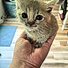 kitten, cat, hand, cute, small, furry, indoor, wooden_floor, pet, animal, young, feline, domestic, adorable, closeup, holding, wide_eyes, fluffy, person, paw