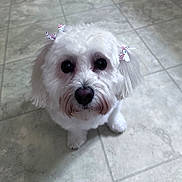 Abby is registered to the contest to win money with this photo: dog, white_fur, bows, pet, indoor, floor, tile_floor, cute, animal, small_dog, looking_up, fur, puppy, adorable, companion, domestic_animal, face, eyes, sitting, pet_accessory