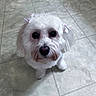 dog, white_fur, bows, pet, indoor, floor, tile_floor, cute, animal, small_dog, looking_up, fur, puppy, adorable, companion, domestic_animal, face, eyes, sitting, pet_accessory