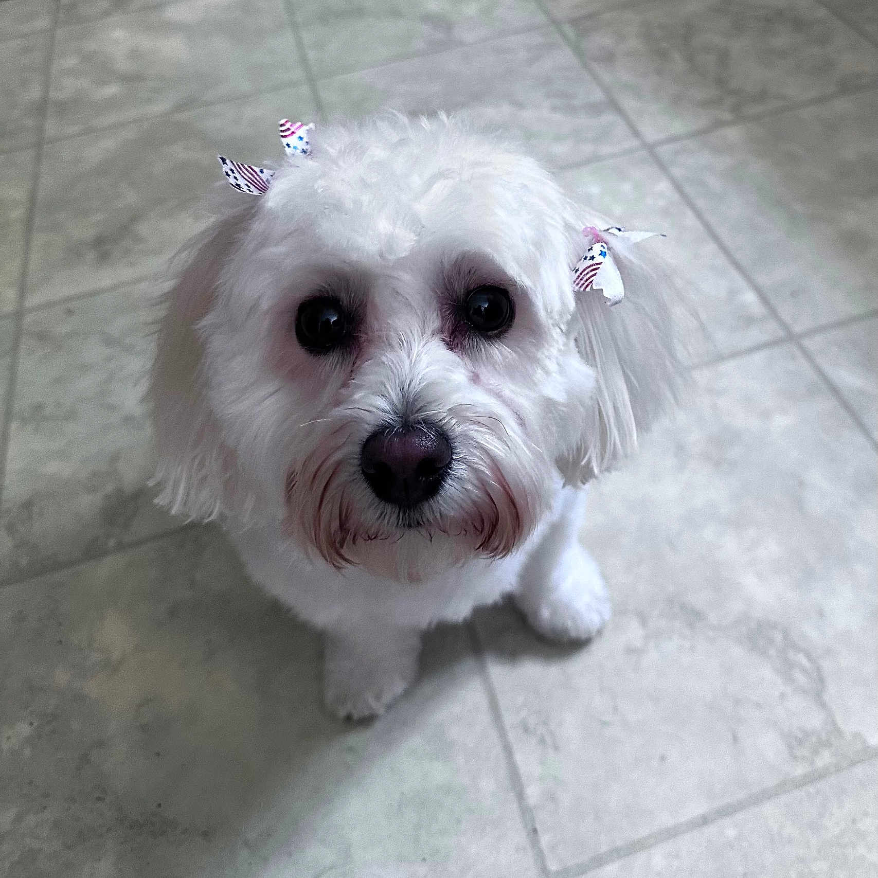 Abby is registered to the contest to win money with this photo: dog, white_fur, bows, pet, indoor, floor, tile_floor, cute, animal, small_dog, looking_up, fur, puppy, adorable, companion, domestic_animal, face, eyes, sitting, pet_accessory