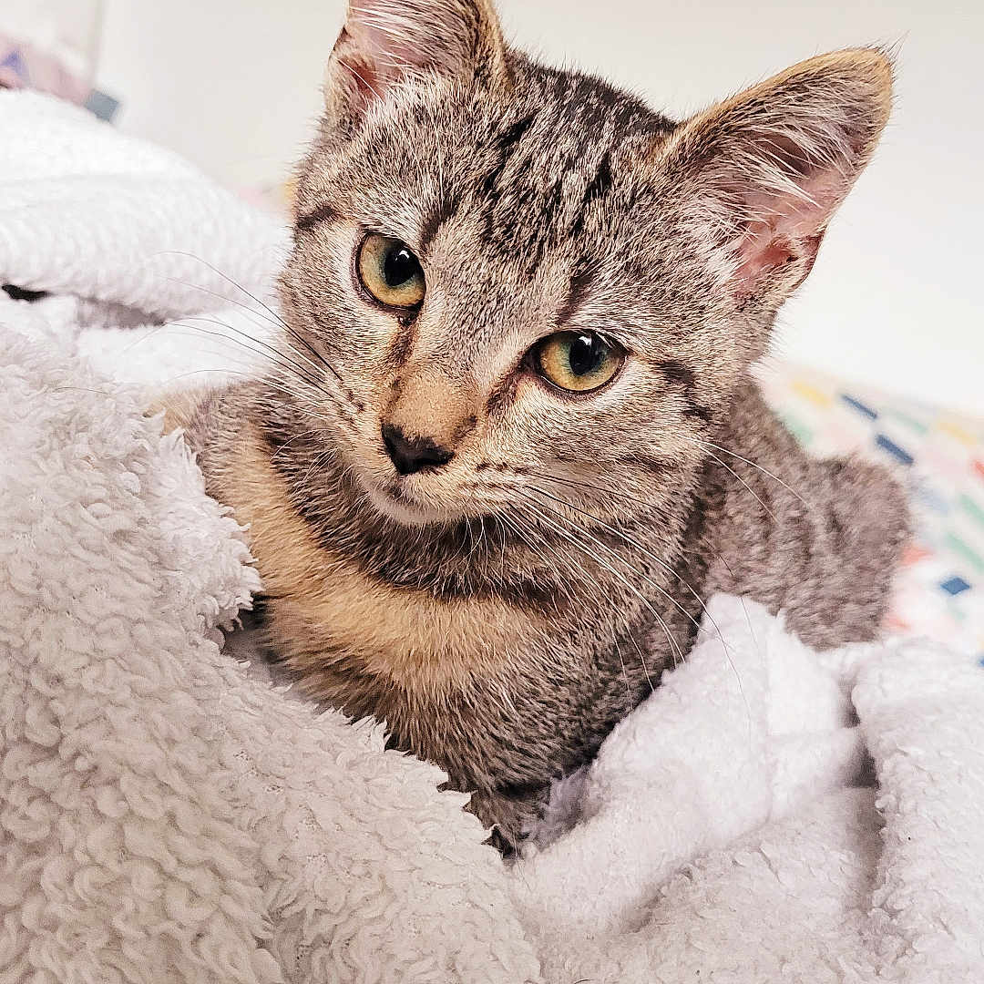 Pipoune a rejoint le concours — aidez-le/la à gagner de superbes lots ! abyssinian, animal, blanket, cat, homedecor, kitten, laundry, linen, manx, pet, quilt, towel