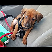 Chip is registered to the contest to win money with this photo: broholmer, dog, dog_breed, dog_breed_group, dog_like_mammal, puggle, puppy, rhodesian_ridgeback, snout, vertebrate