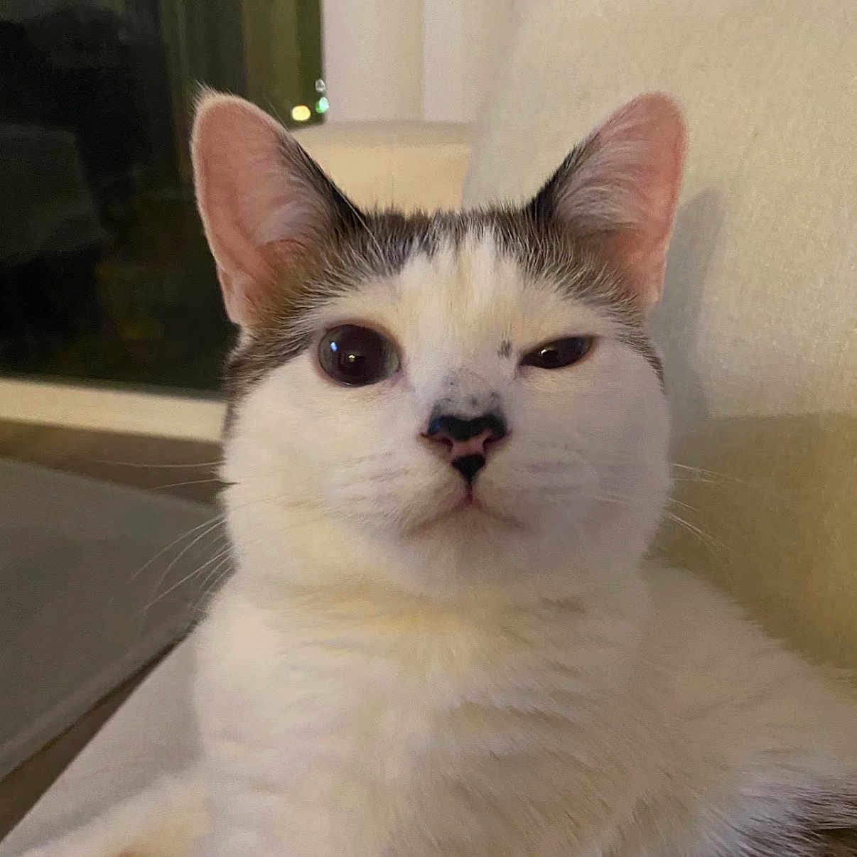 Buns is registered to the contest to win money with this photo: animal, cat, close_up, cute, ears, eyes, face, fluffy, gray_fur, home, indoors, kitten, looking_at_camera, nose, pet, portrait, sitting, whiskers, white_fur, window