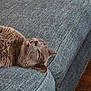 Totoro is registered to the contest to win money with this photo: cat, gray_cat, feline, pet, indoor, couch, upside_down, relaxed, fur, mouth_open, teeth, whiskers, ear, nose, sleepy, home, animal, resting, comfort, blue_couch