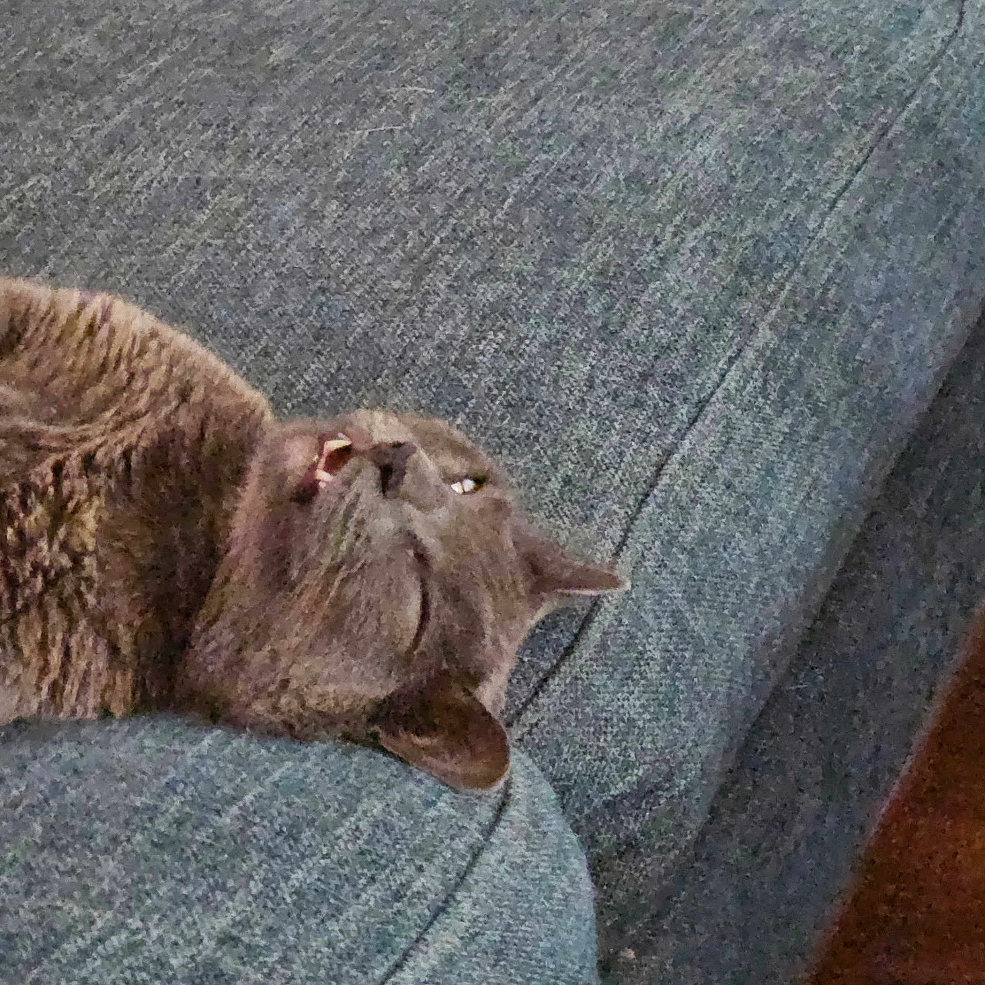 Totoro is registered to the contest to win money with this photo: cat, gray_cat, feline, pet, indoor, couch, upside_down, relaxed, fur, mouth_open, teeth, whiskers, ear, nose, sleepy, home, animal, resting, comfort, blue_couch