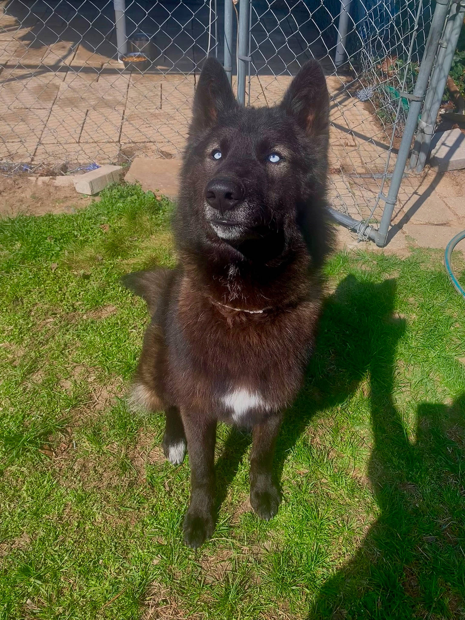 Nico is registered to the contest to win money with this photo: canidae, carnivore, dog, dog_breed, fence, grass, mesh, non_sporting_group, sporting_group, tail, terrestrial_animal, wire_fencing, working_animal, working_dog