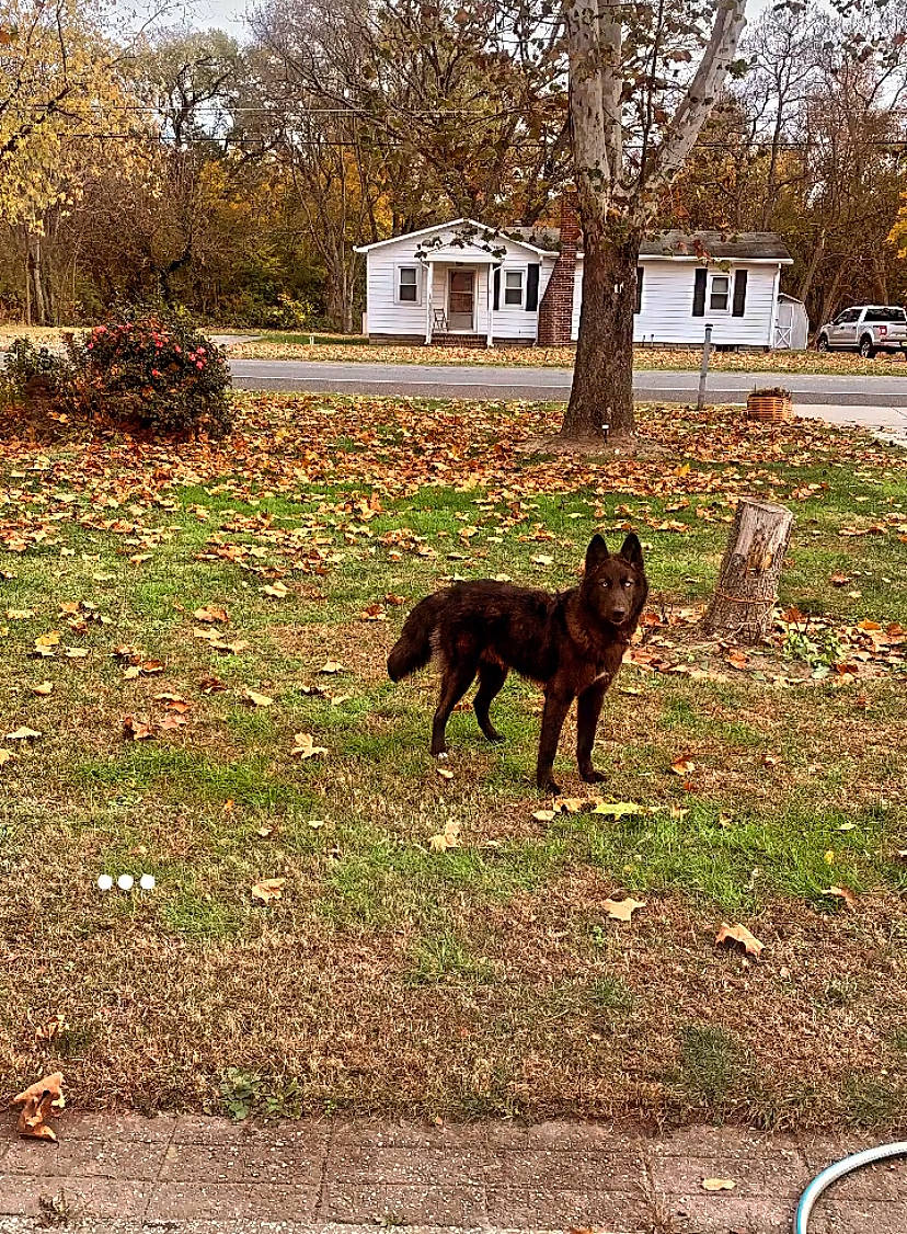 Nico joined the competition — help win amazing prizes! art, autumn, building, carnivore, companion_dog, dog, dog_breed, fawn, grass, house, liver, plant, soil, tail, terrestrial_animal, tints_and_shades, tree, window, working_animal, working_dog