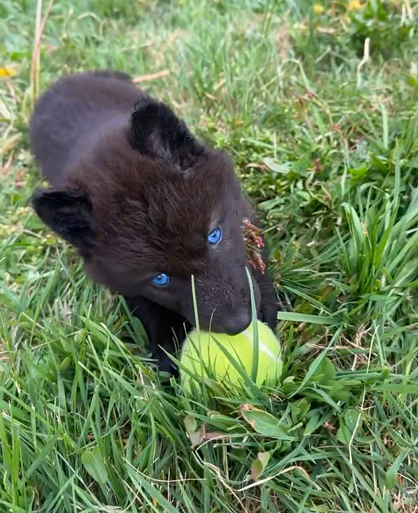 Nico is registered to the contest to win money with this photo: black_cat, canidae, carnivore, cat, dog_breed, fawn, felidae, fur, grass, grassland, groundcover, herbaceous_plant, liver, plant, small_to_medium_sized_cats, snout, sporting_group, tail, terrestrial_animal, whiskers