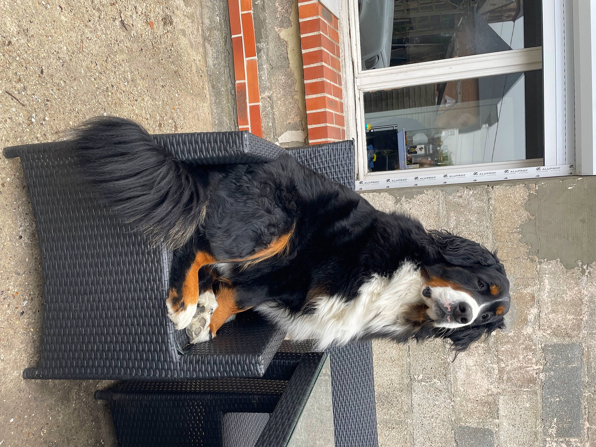 Priska participe au concours pour gagner de l'argent avec cette photo : brick, building, canidae, carnivore, claw, collar, companion_dog, dog, dog_breed, fur, road_surface, snout, sporting_group, tail, terrestrial_animal, window, wing, working_animal, working_dog