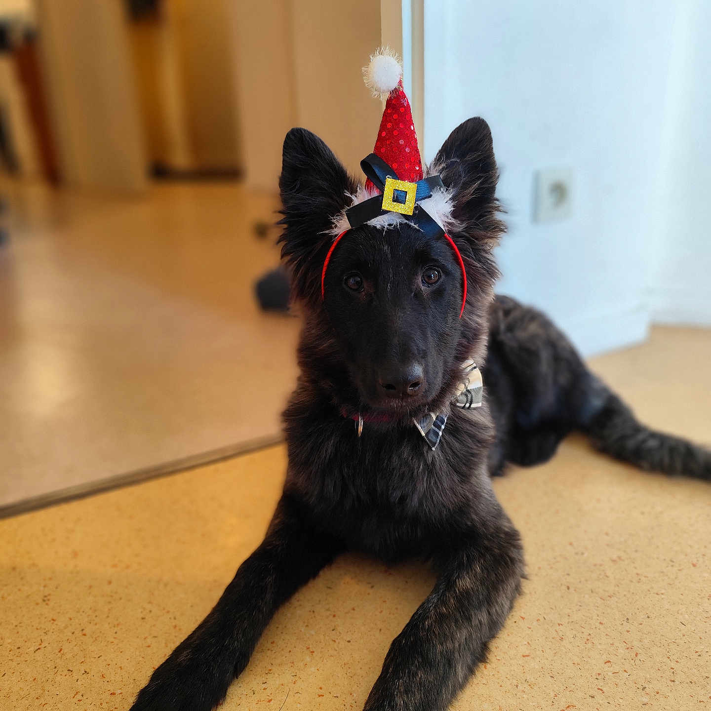 Vegas a rejoint le concours — aidez-le/la à gagner de superbes lots ! accessories, animal, blackcat, canine, cap, cat, clothing, costume, dog, germanshepherd, hardwood, hat, indoors, labradorretriever, leash, partyhat, pet, puppy, strap, wood