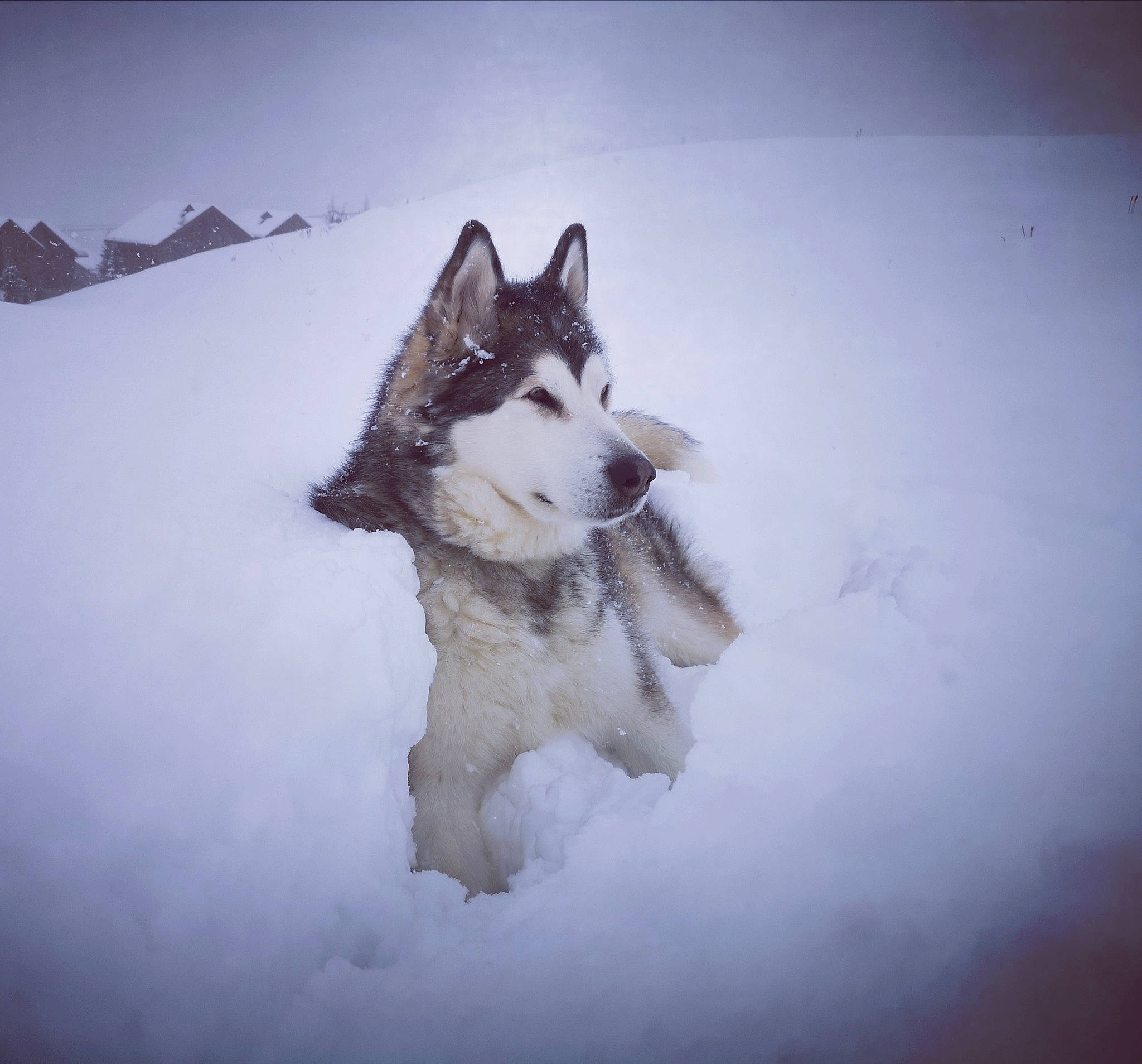 Maïkan Et Nayah participe au concours pour gagner de l'argent avec cette photo : canidae, canis, carnivore, cloud, companion_dog, dog, dog_breed, freezing, glacial_landform, ice_cap, mountain, siberian_husky, sky, sled_dog, slope, snout, snow, sporting_group, winter, wolf