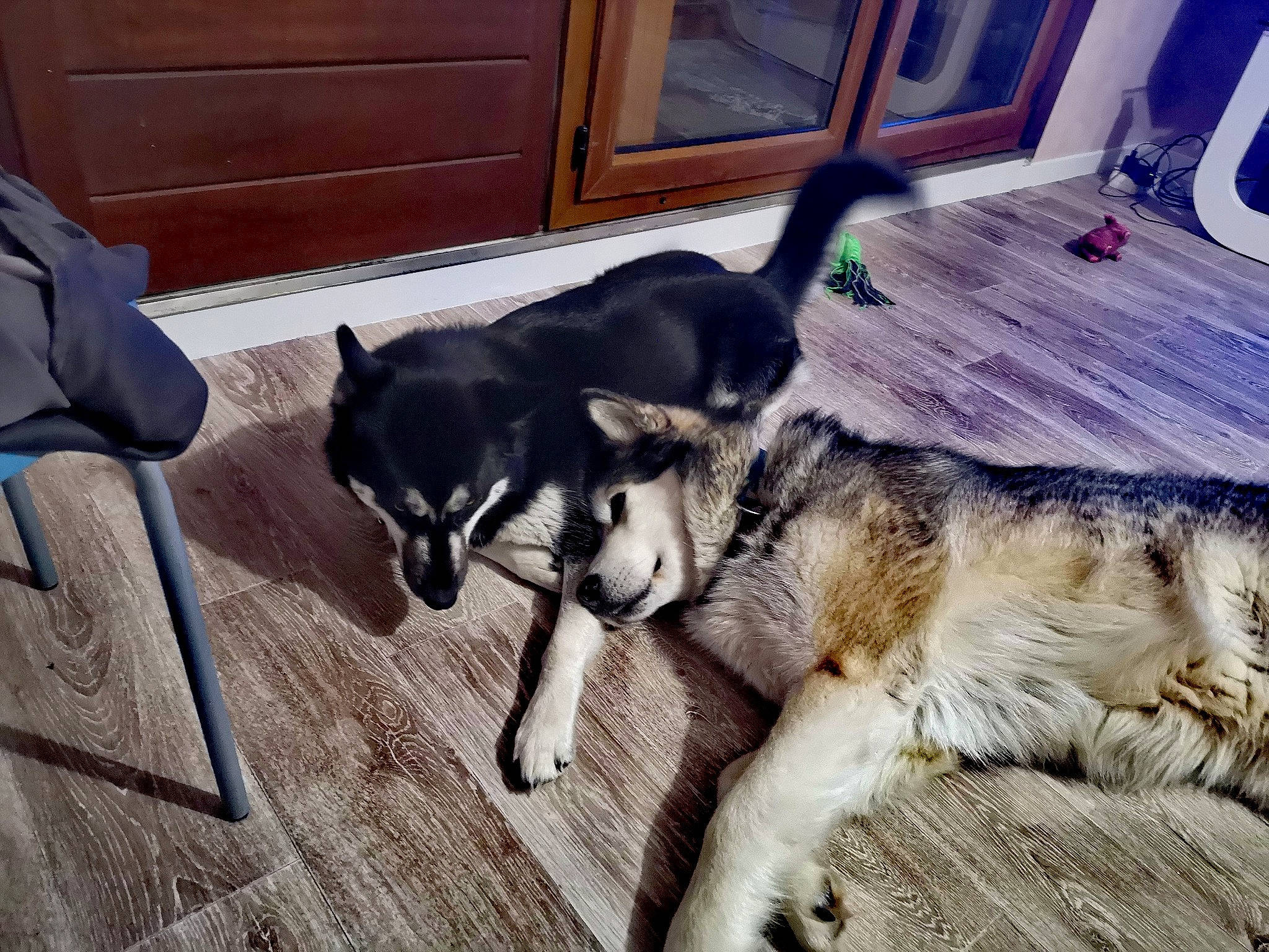 Maïkan Et Nayah participe au concours pour gagner de l'argent avec cette photo : canidae, canis, carnivore, companion_dog, dog, dog_breed, dog_supply, flooring, fur, guard_dog, hardwood, herding_dog, paw, sled_dog, snout, sporting_group, street_dog, tail, working_animal, working_dog