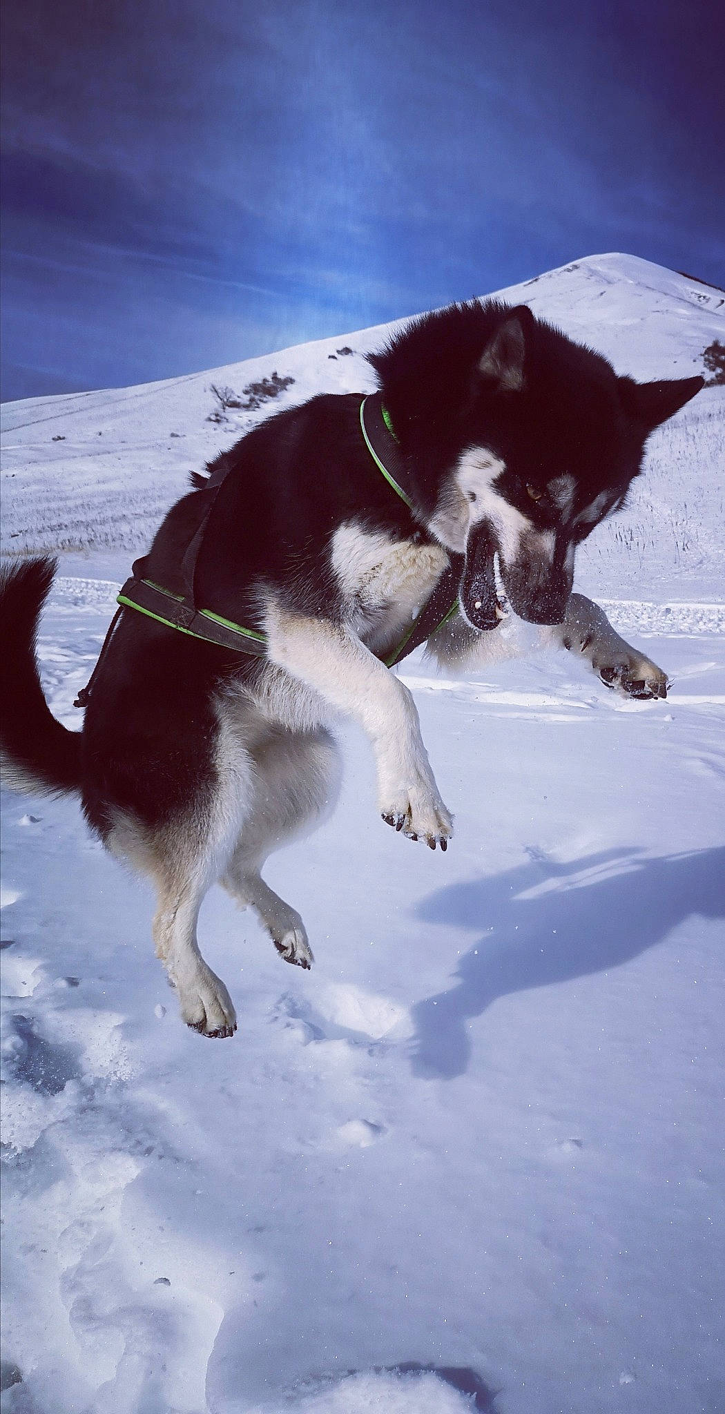 Maïkan Et Nayah participe au concours pour gagner de l'argent avec cette photo : canidae, carnivore, collar, companion_dog, dog, dog_breed, felidae, freezing, fur, leash, mammal, pet_supply, recreation, small_to_medium_sized_cats, snout, snow, sporting_group, tail, vertebrate, winter