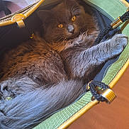 Lucifer participe au concours pour gagner de l'argent avec cette photo : cat, gray_cat, fluffy, pet, animal, bag, green_bag, rope_handle, amber_eyes, paw, indoor, cozy, curious, feline, fur, resting, closeup, soft_light, domestic_animal, cute