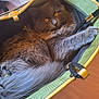 cat, gray_cat, fluffy, pet, animal, bag, green_bag, rope_handle, amber_eyes, paw, indoor, cozy, curious, feline, fur, resting, closeup, soft_light, domestic_animal, cute