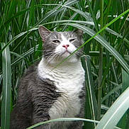 Freddie joined the competition — help win amazing prizes! cat, gray_cat, white_cat, grass, greenery, outdoor, nature, fur, whiskers, animal, pet, mammal, sitting, close_up, plant, leaf, wild, flora, portrait, curious