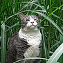 cat, gray_cat, white_cat, grass, greenery, outdoor, nature, fur, whiskers, animal, pet, mammal, sitting, close_up, plant, leaf, wild, flora, portrait, curious