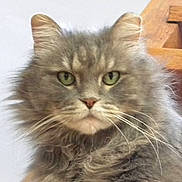 Felix is registered to the contest to win money with this photo: cat, fluffy, grey, green_eyes, whiskers, pet, feline, close_up, portrait, indoor, fur, animal, cute, domestic, face, looking, sitting, ears, wood