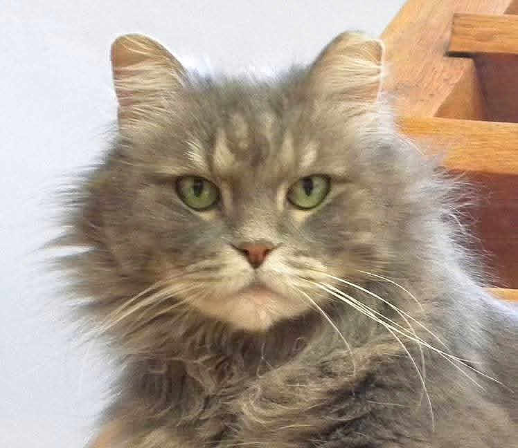 Felix is registered to the contest to win money with this photo: cat, fluffy, grey, green_eyes, whiskers, pet, feline, close_up, portrait, indoor, fur, animal, cute, domestic, face, looking, sitting, ears, wood