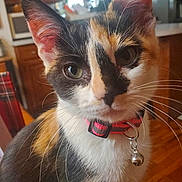Piper joined the competition — help win amazing prizes! cat, calico_cat, pet, indoor, collar, bell, whiskers, ears, close_up, curious, animal, feline, household, kitchen, wood_floor, domestic_cat, face, fur, portrait, cute
