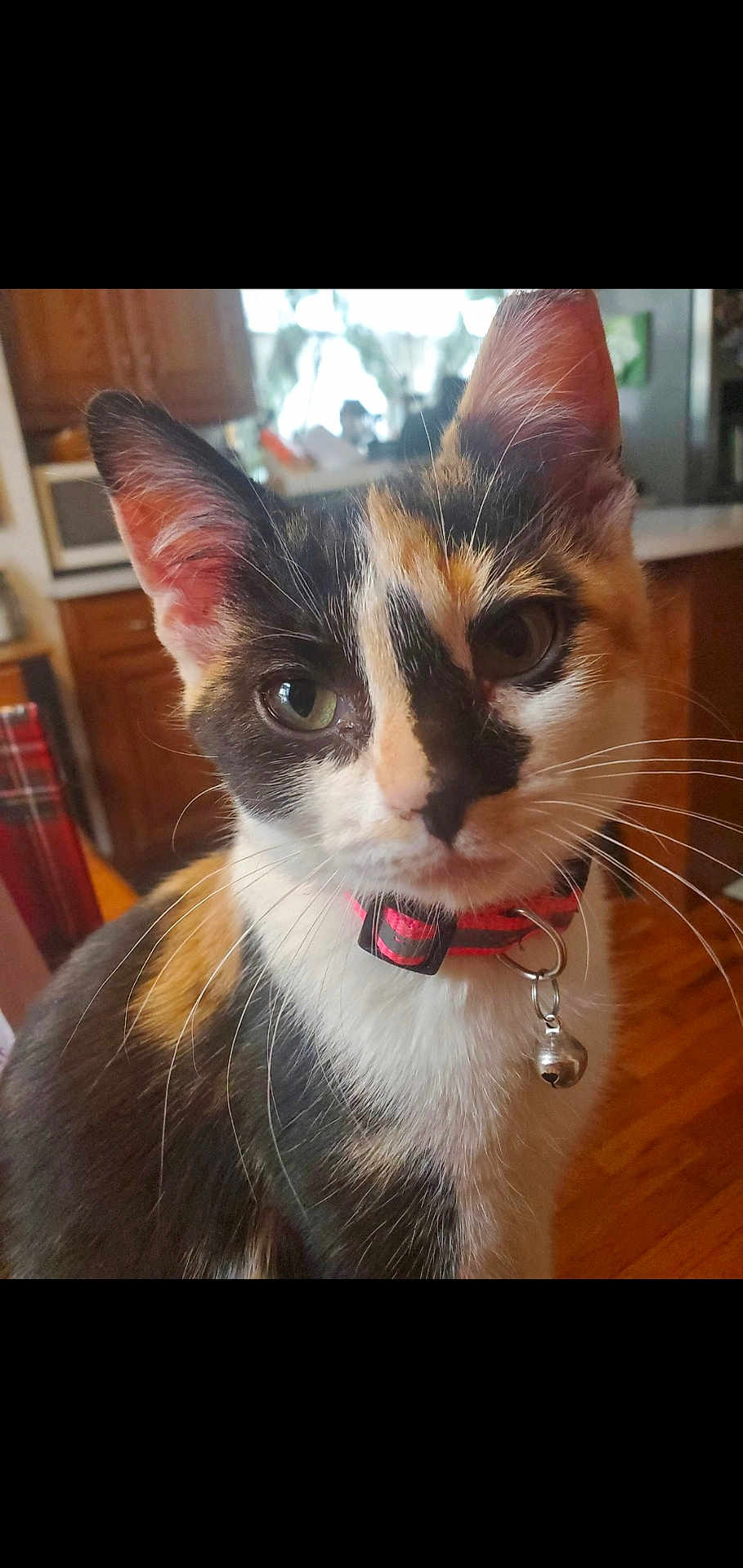 Piper