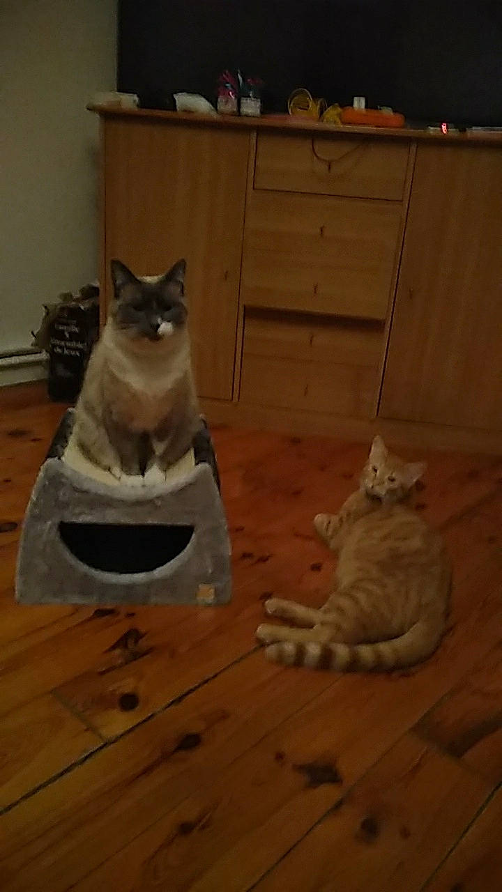 Jeepsy participe au concours pour gagner de l'argent avec cette photo : cabinetry, carnivore, cat, chest_of_drawers, drawer, dresser, felidae, floor, flooring, hardwood, home, laminate_flooring, mammal, plywood, small_to_medium_sized_cats, vertebrate, whiskers, wood, wood_flooring, wood_stain