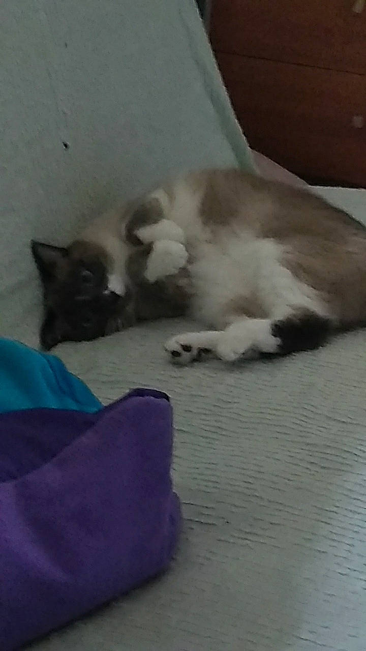 Jeepsy participe au concours pour gagner de l'argent avec cette photo : carnivore, cat, cat_bed, cat_supply, comfort, felidae, fur, nap, paw, pet_supply, sleep, small_to_medium_sized_cats, snout, vertebrate, whiskers