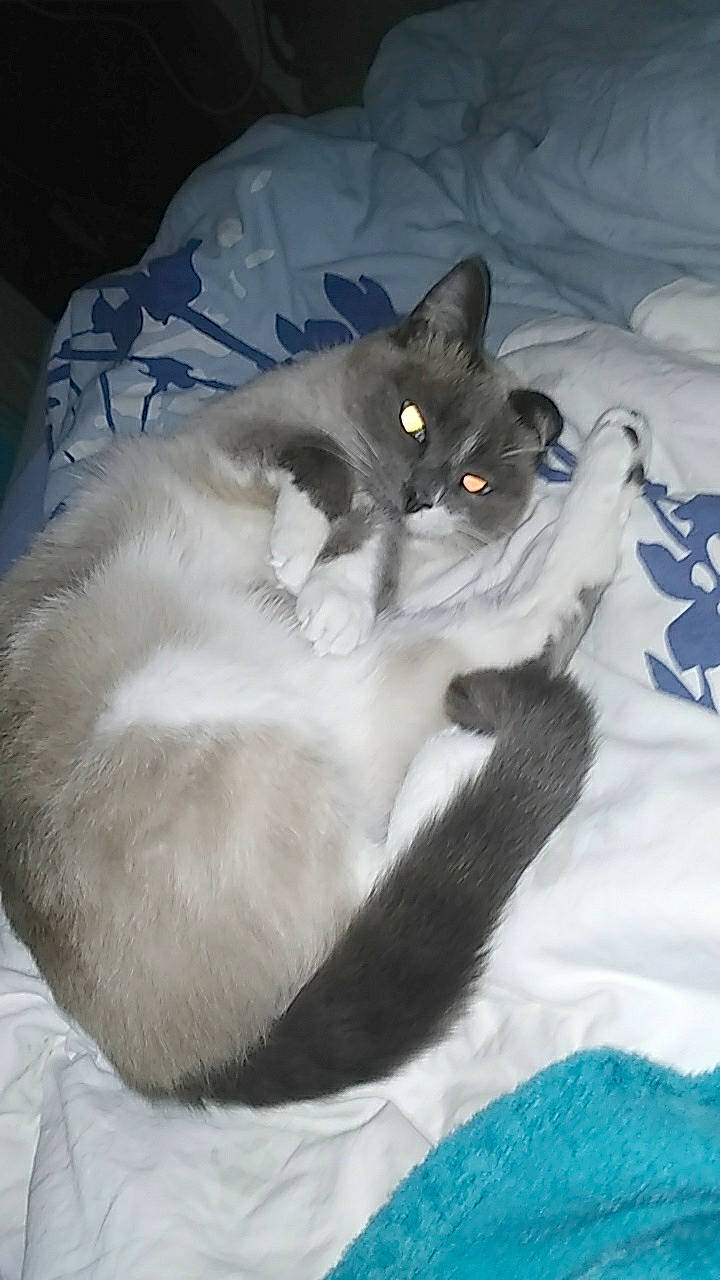 Jeepsy a rejoint le concours — aidez-le/la à gagner de superbes lots ! bed, bed_sheet, carnivore, cat, cat_supply, comfort, domestic_short_haired_cat, felidae, fur, linens, pet_supply, small_to_medium_sized_cats, vertebrate, whiskers