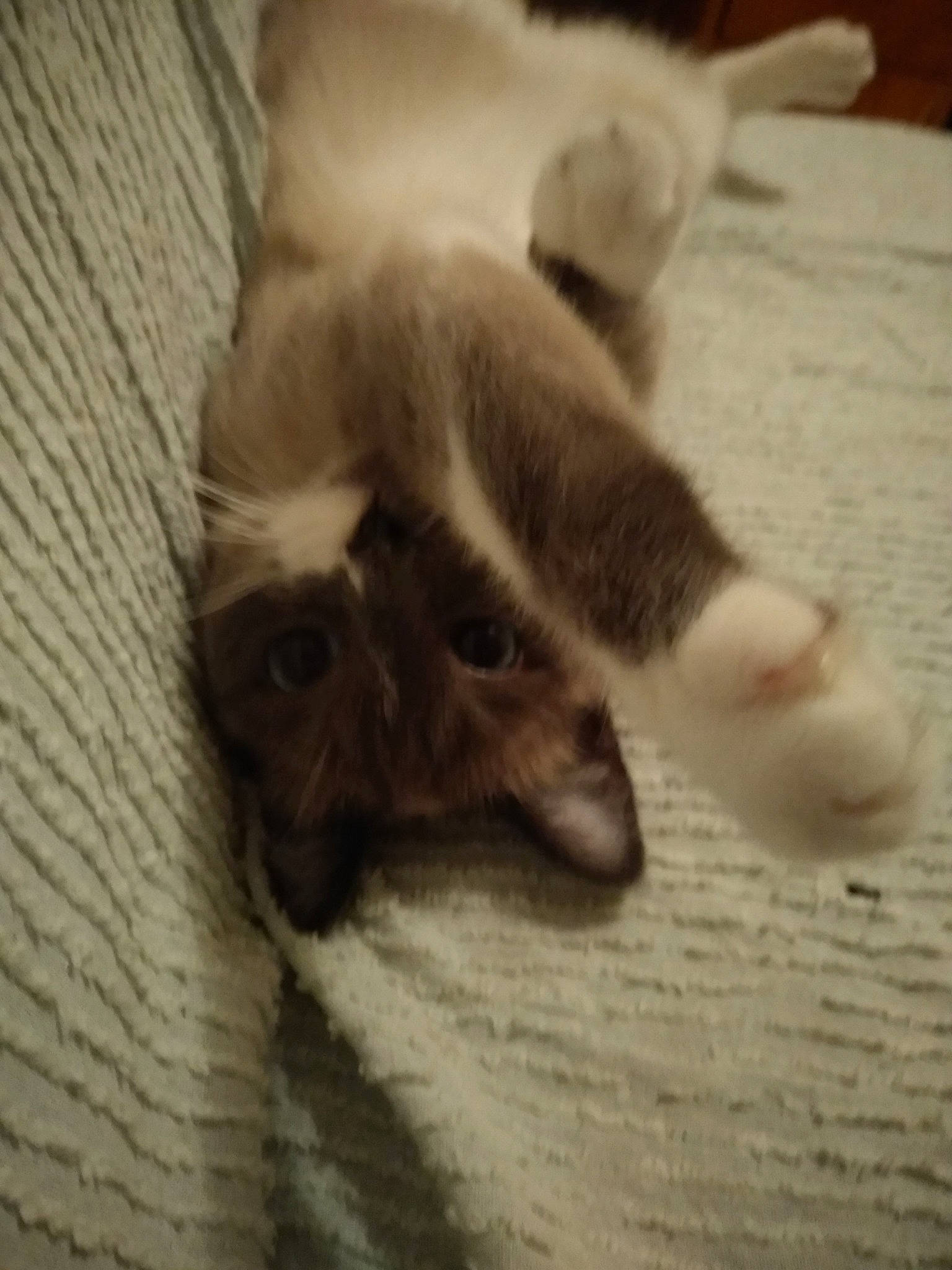 Jeepsy participe au concours pour gagner de l'argent avec cette photo : beige, carnivore, cat, claw, comfort, domestic_short_haired_cat, fawn, felidae, fur, kitten, linens, paw, skin, small_to_medium_sized_cats, snout, terrestrial_animal, vertebrate, whiskers