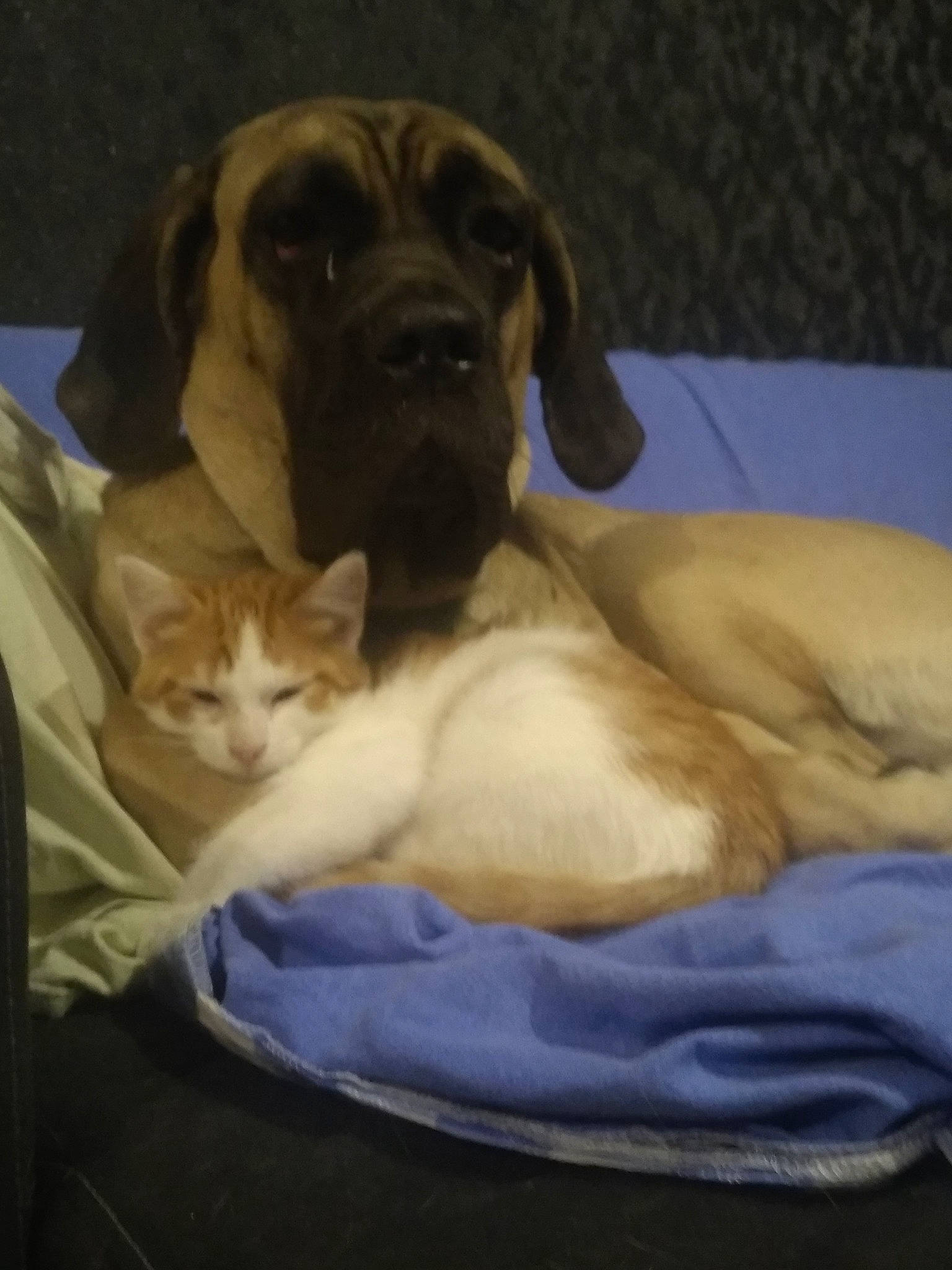 Pixie participe au concours pour gagner de l'argent avec cette photo : canidae, carnivore, cat, cat_bed, comfort, companion_dog, dog, dog_breed, fawn, felidae, pet_supply, small_to_medium_sized_cats, snout, whiskers, working_animal, working_dog