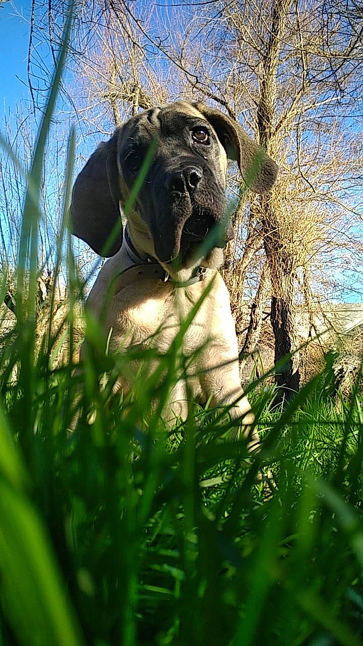 Pixie participe au concours pour gagner de l'argent avec cette photo : borador, canidae, carnivore, companion_dog, dog, dog_breed, dog_collar, dog_supply, grass, grass_family, guard_dog, molosser, puggle, snout, sporting_group, whiskers, working_animal, working_dog