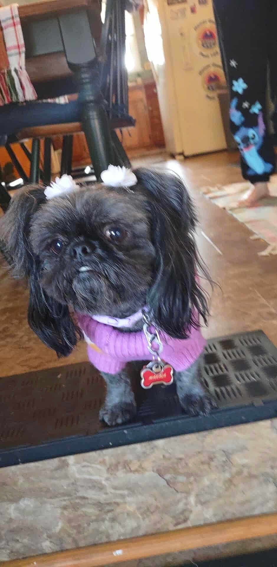 Mahala joined the competition — help win amazing prizes! animal, black_dog, closeup, curious, cute, decor, dog, floor, flower_clips, furniture, home, indoor, kitchen, mat, pants, person, pet, purple_sweater, small_dog, standing