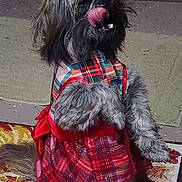 Mahala is registered to the contest to win money with this photo: adorable, animal, carpet, costume, cute, decorative_rug, dog, fluffy, front_paws_up, fur, indoor, indoors, pet, pet_clothing, plaid_dress, playful, red_bow, small_dog, standing, tongue_out
