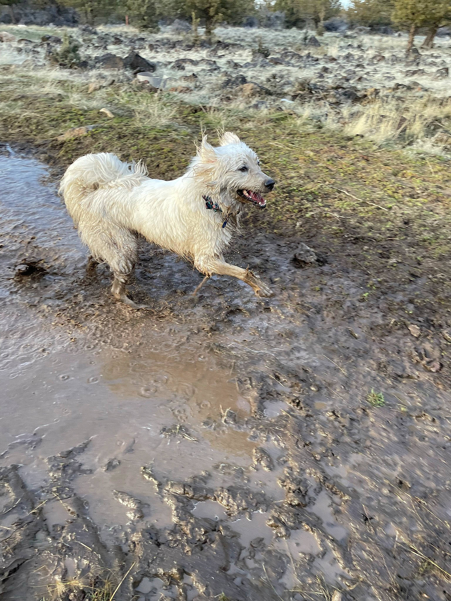 Lotti joined the competition — help win amazing prizes! arctic, canidae, carnivore, companion_dog, dog, dog_breed, non_sporting_group, ocean, small_terrier, snout, soil, sporting_group, tail, terrestrial_animal, terrier, tundra, water, working_animal