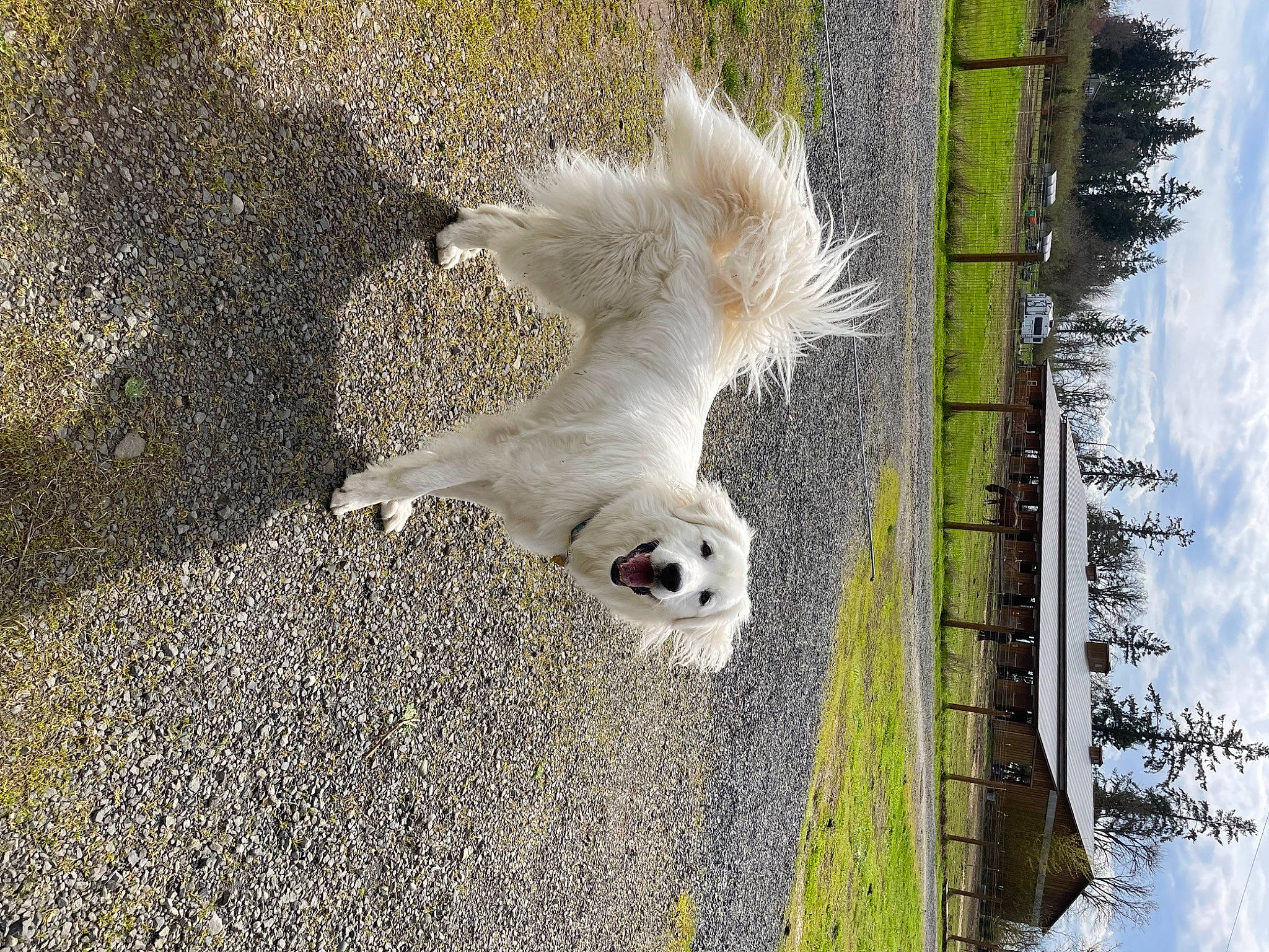 Lotti joined the competition — help win amazing prizes! barn_owl, beak, bird, carnivore, falconiformes, feather, fur, grass, owl, plant, seabird, sky, snout, sporting_group, tail, terrestrial_animal, tree, water, wing, wood