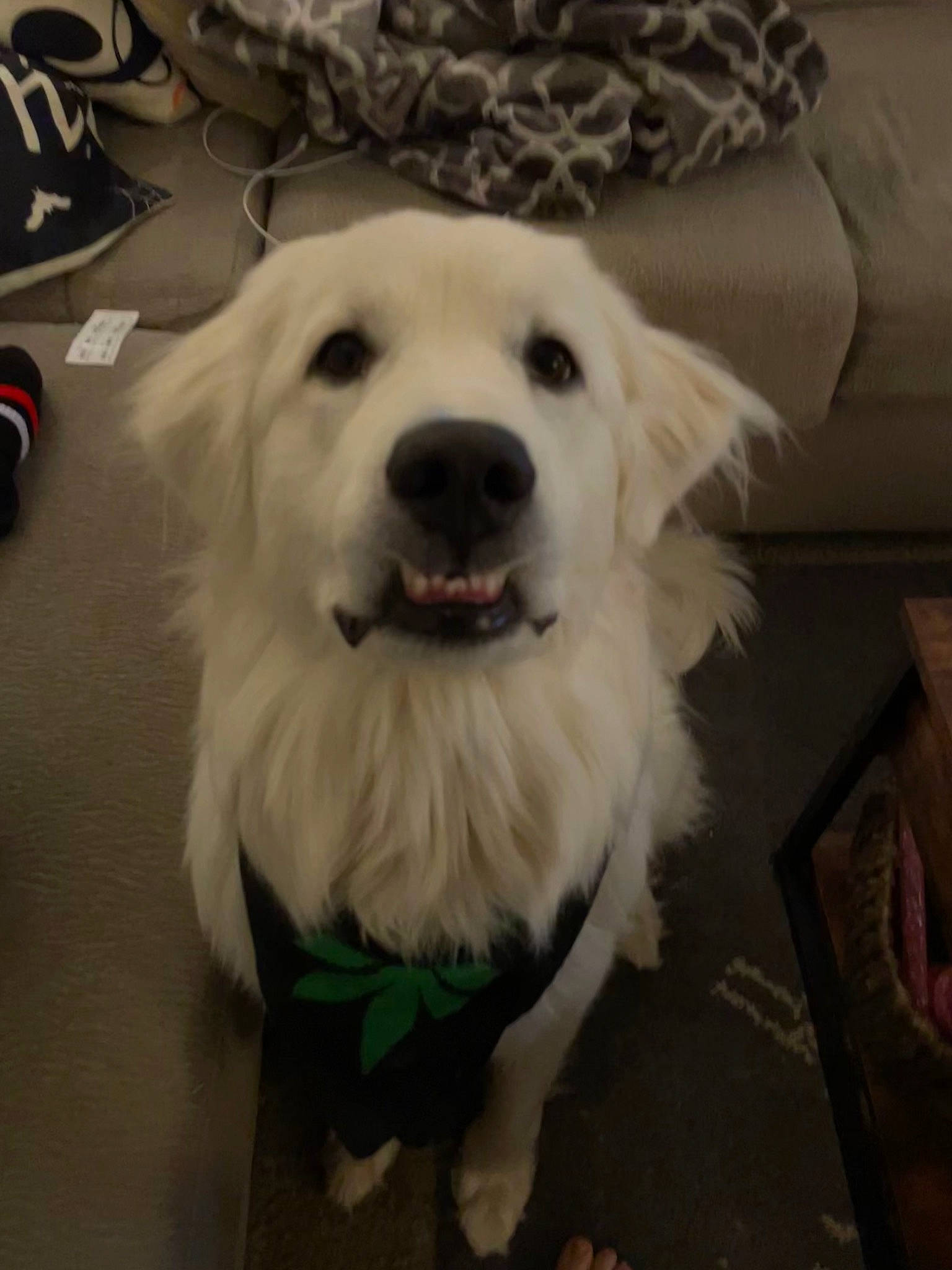 Lotti is registered to the contest to win money with this photo: carnivore, companion_dog, dog, dog_breed, fang, flooring, fur, happy, kuvasz, livestock_guardian_dog, puppy, retriever, smile, sporting_group, whiskers, working_animal, working_dog