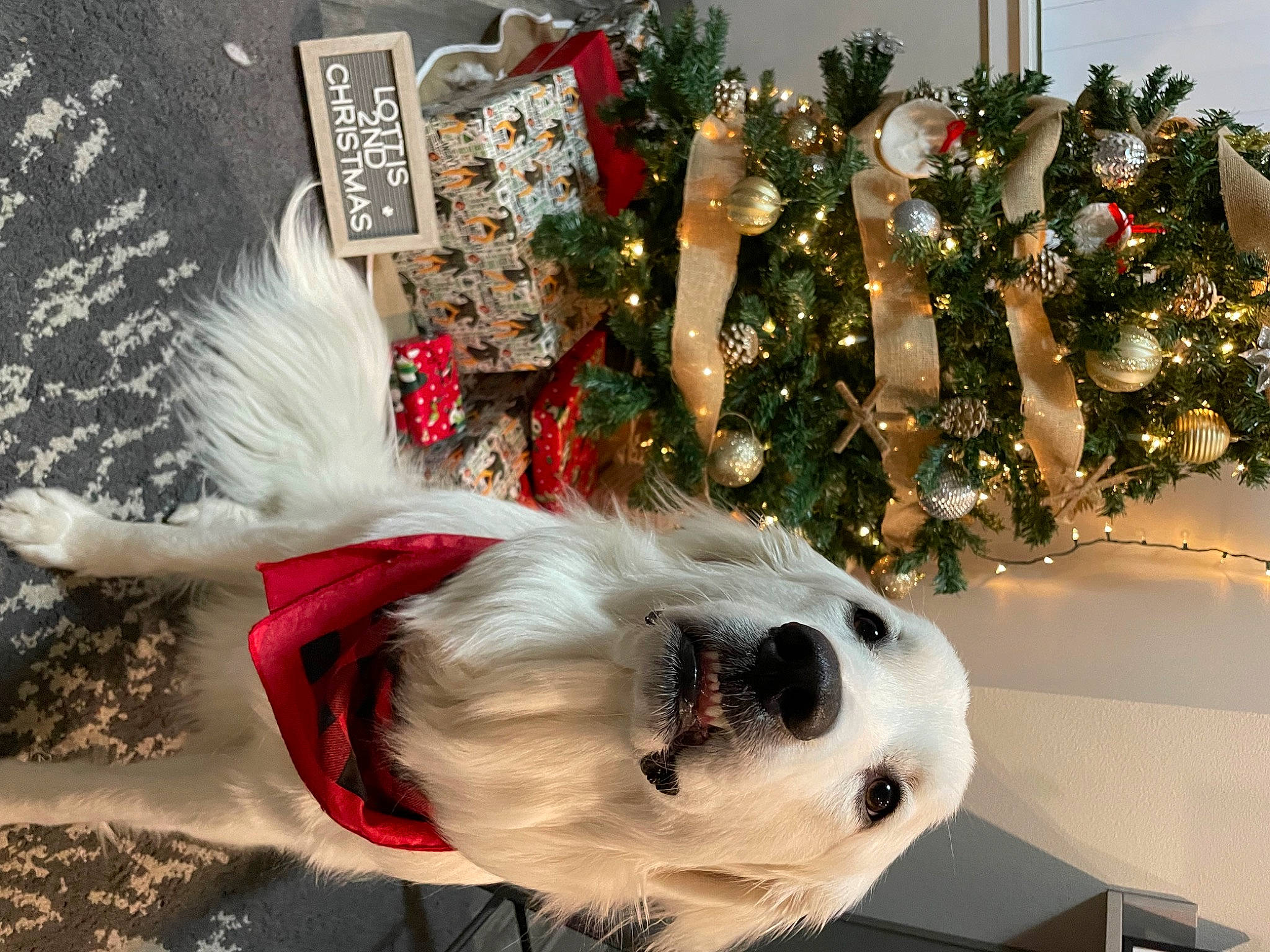 Lotti joined the competition — help win amazing prizes! carnivore, christmas, christmas_decoration, christmas_ornament, christmas_tree, collar, companion_dog, dog, dog_breed, dog_supply, event, fawn, fur, holiday, holiday_ornament, ornament, plant, sporting_group, whiskers, white
