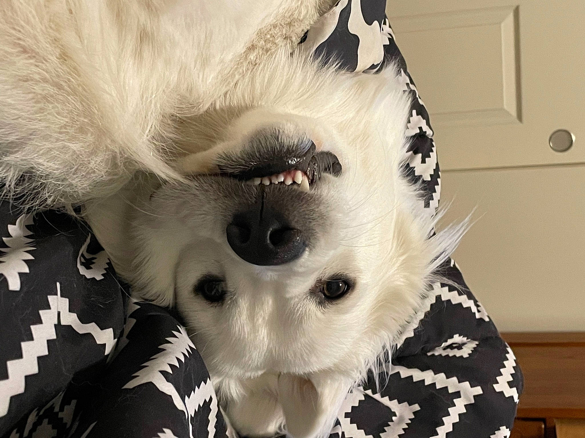 Lotti joined the competition — help win amazing prizes! canidae, carnivore, companion_dog, costume, dog_breed, eyelash, eyewear, fur, fur_clothing, happy, monochrome, monochrome_photography, plush, snout, sporting_group, sunglasses, toy, whiskers, white, working_animal