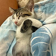 Onyx is registered to the contest to win money with this photo: kitten, sleeping, cat, animal, pet, fur, cozy, blanket, fabric, cute, small, resting, paw, whiskers, young, indoor, soft, comfort, nap, relax