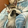 kitten, sleeping, cat, animal, pet, fur, cozy, blanket, fabric, cute, small, resting, paw, whiskers, young, indoor, soft, comfort, nap, relax