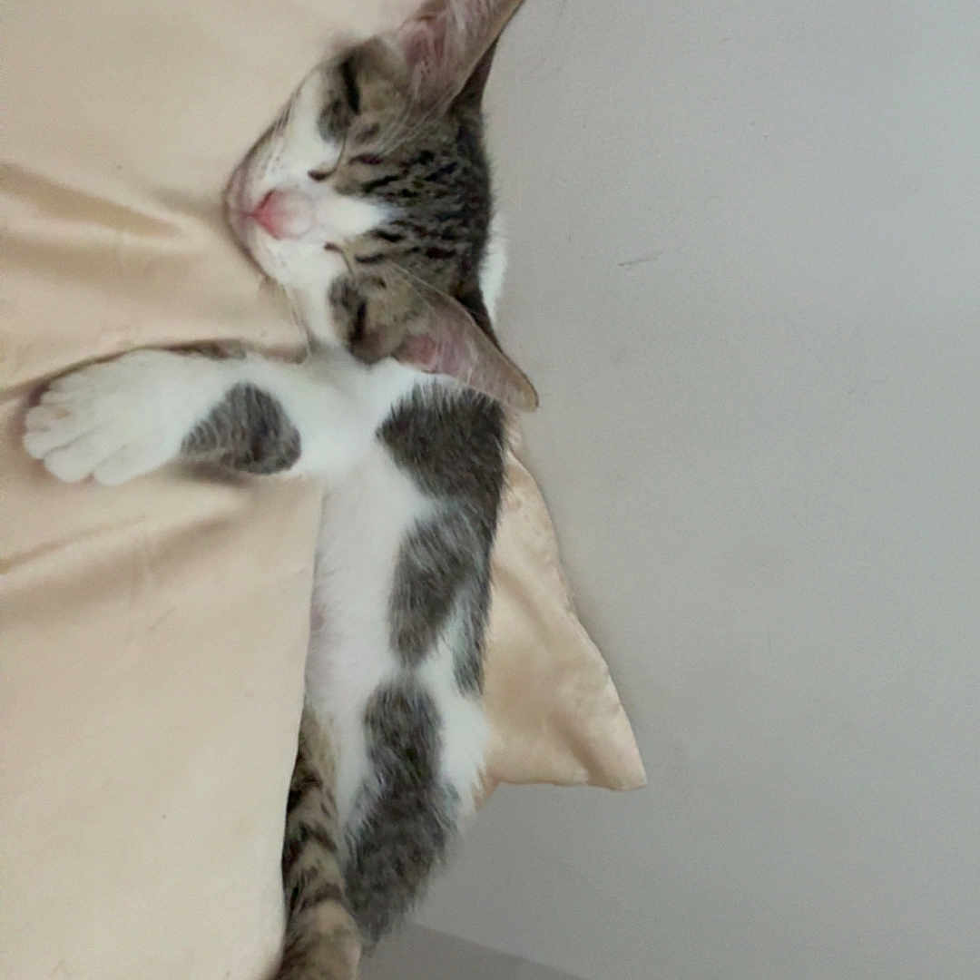 Onyx joined the competition — help win amazing prizes! animal, beige, cat, claws, cozy, cute, domestic_cat, fur, indoor, peaceful, pet, pillow, quiet, relaxed, resting, sleeping, soft, tabby, whiskers, white_fur