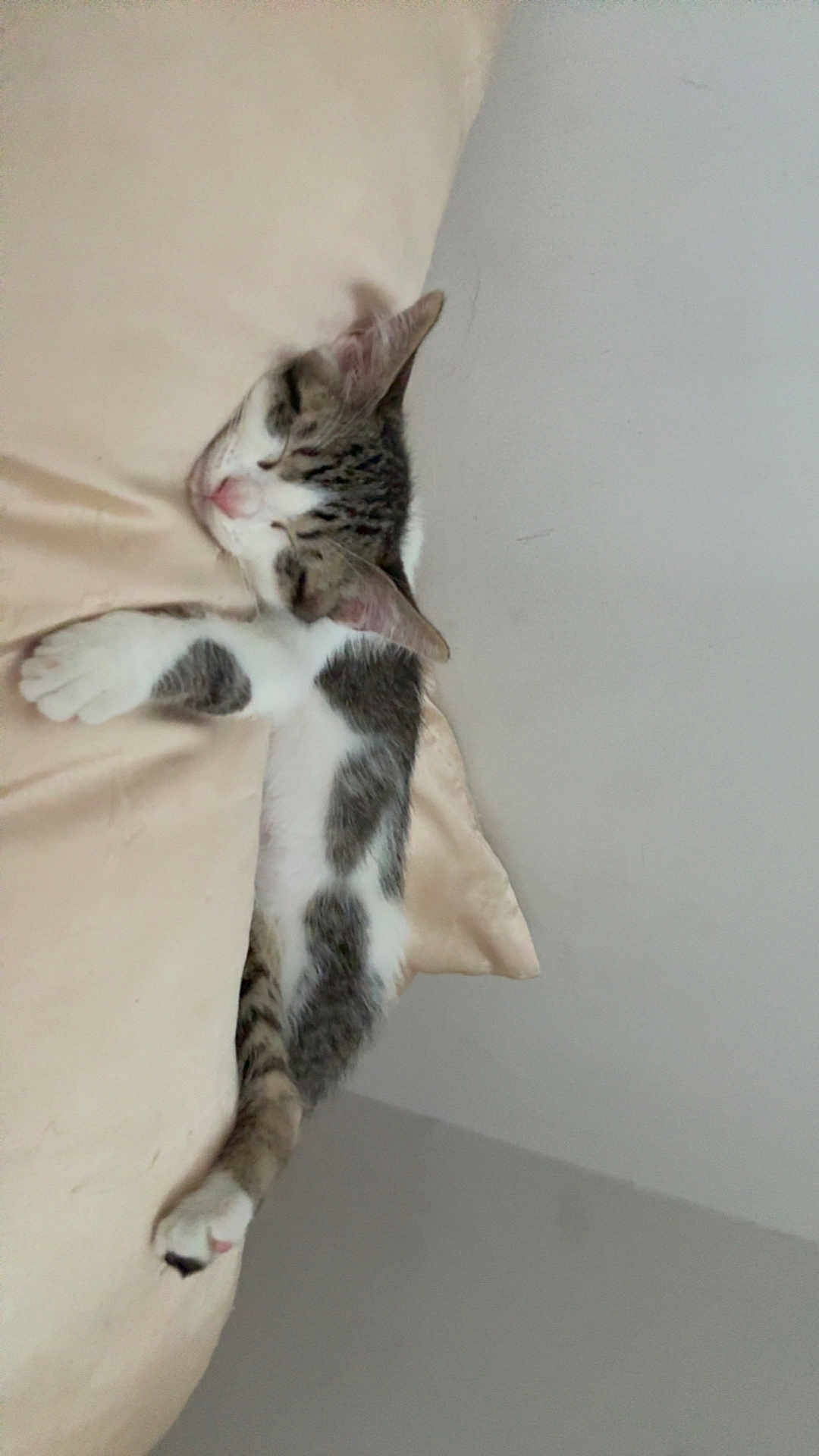 Onyx joined the competition — help win amazing prizes! cat, sleeping, pillow, beige, tabby, white_fur, indoor, cozy, relaxed, pet, animal, fur, whiskers, claws, peaceful, resting, cute, domestic_cat, soft, quiet